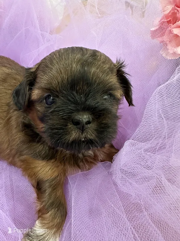 Rose  – Shih Tzu puppy for sale in Wichita, KS