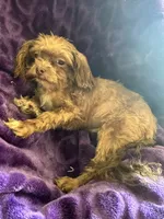 Ted, a male Shihpoo for sale in Wichita, KS – 2 of 4