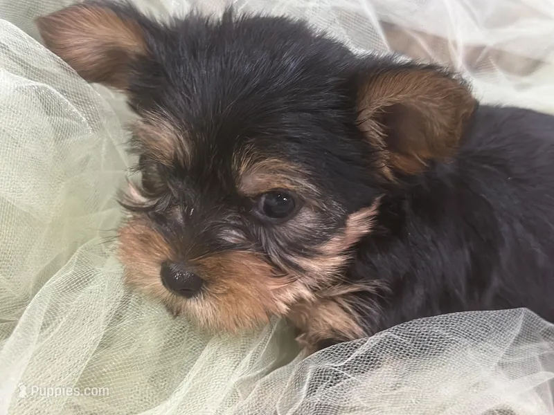 Sam – Yorkshire Terrier puppy for sale in Wichita, KS