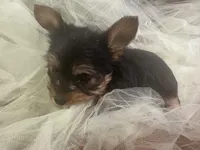 Sam, a male Yorkshire Terrier for sale in Wichita, KS – Photo 2 of 3