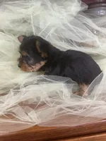 Sam, a male Yorkshire Terrier for sale in Wichita, KS – Photo 3 of 3