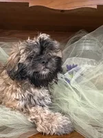 Moose, a male Shih Tzu for sale in Wichita, KS – 4 of 7