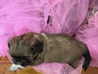 Mary, a female Shih Tzu for sale in Wichita, KS – Photo 3 of 3