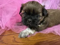 Mary, a female Shih Tzu for sale in Wichita, KS – Photo 1 of 3