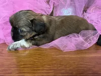 Mary, a female Shih Tzu for sale in Wichita, KS – Photo 2 of 3