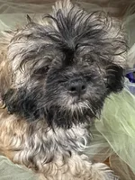 Moose, a male Shih Tzu for sale in Wichita, KS – 3 of 7