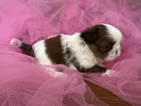 Sarah, a female Shih Tzu for sale in Wichita, KS – Photo 2 of 4