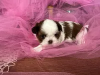 Sarah, a female Shih Tzu for sale in Wichita, KS – Photo 4 of 4