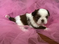 Sarah, a female Shih Tzu for sale in Wichita, KS – Photo 3 of 4