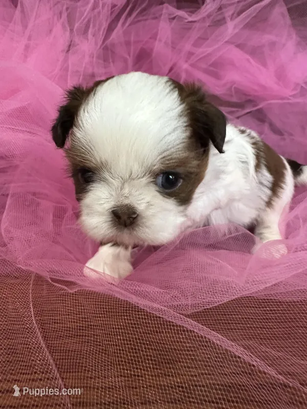 Sarah – Shih Tzu puppy for sale in Wichita, KS