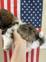Roy, a male Shih Tzu for sale in Wichita, KS – 5 of 5