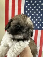 Roy, a male Shih Tzu for sale in Wichita, KS – 1 of 5