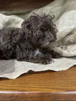 Zach, a male Shihpoo for sale in Wichita, KS – 4 of 5