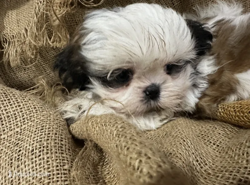 Roy – Shih Tzu puppy for sale in Wichita, KS