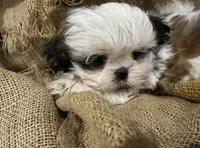 Roy, a male Shih Tzu for sale in Wichita, KS – 1 of 5