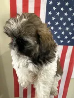 Roy, a male Shih Tzu for sale in Wichita, KS – 2 of 5