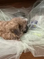 Sam, a male Shih Tzu for sale in Wichita, KS – 3 of 5