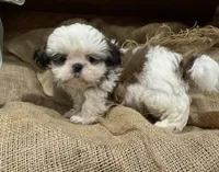 Roy, a male Shih Tzu for sale in Wichita, KS – 3 of 5