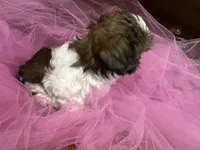 Julie , a female Shih Tzu for sale in Wichita, KS – 3 of 4