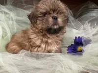 Jet, a male Shih Tzu for sale in Wichita, KS – 6 of 6