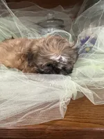 Sam, a male Shih Tzu for sale in Wichita, KS – 4 of 5