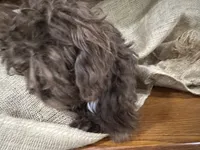 Zach, a male Shihpoo for sale in Wichita, KS – 3 of 5