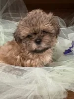 Jet, a male Shih Tzu for sale in Wichita, KS – 4 of 6
