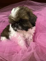 Julie , a female Shih Tzu for sale in Wichita, KS – 4 of 4