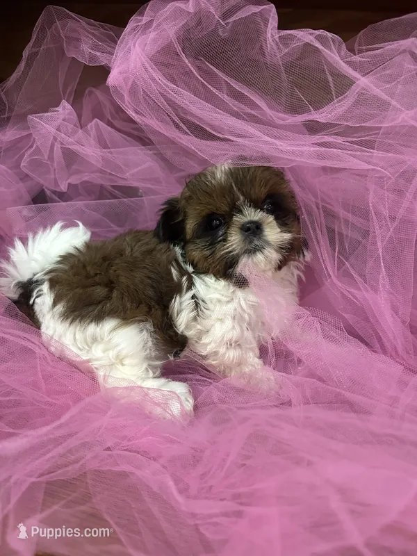 Ally – Shih Tzu puppy for sale in Wichita, KS
