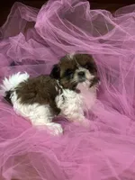Ally, a female Shih Tzu for sale in Wichita, KS – 1 of 4