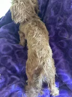 Ted, a male Shihpoo for sale in Wichita, KS – 3 of 4