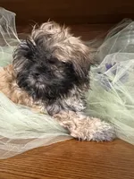 Moose, a male Shih Tzu for sale in Wichita, KS – 2 of 7