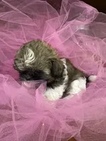 Ally, a female Shih Tzu for sale in Wichita, KS – 4 of 4