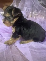 Rik, a male Yorkshire Terrier for sale in Wichita, KS – Photo 2 of 4