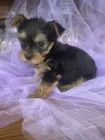 Rik, a male Yorkshire Terrier for sale in Wichita, KS – Photo 4 of 4