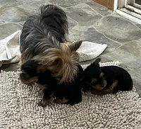 Ranger, a male Shih Tzu for sale in Wichita, KS – Photo 4 of 4