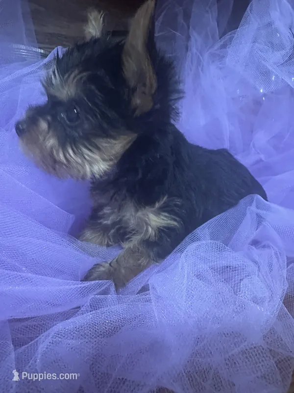 Rik – Yorkshire Terrier puppy for sale in Wichita, KS