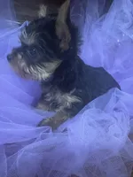 Rik, a male Yorkshire Terrier for sale in Wichita, KS – Photo 1 of 4