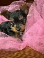 Ranger, a male Shih Tzu for sale in Wichita, KS – Photo 2 of 4