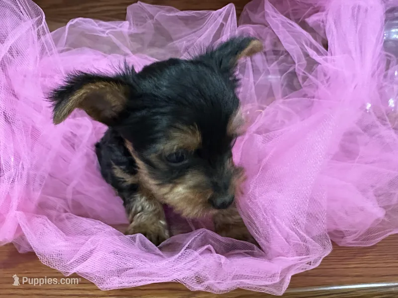 Ranger, a male Shih Tzu for sale in Wichita, KS – Photo 1 of 4