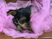 Ranger, a male Shih Tzu for sale in Wichita, KS – Photo 1 of 4