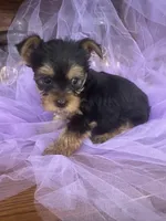 Rik, a male Yorkshire Terrier for sale in Wichita, KS – Photo 3 of 4