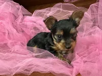 Ranger, a male Shih Tzu for sale in Wichita, KS – Photo 3 of 4