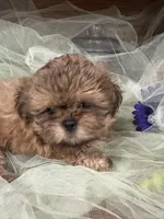Jet, a male Shih Tzu for sale in Wichita, KS – 3 of 6
