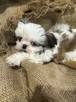 Roy, a male Shih Tzu for sale in Wichita, KS – 5 of 5
