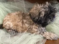 Moose, a male Shih Tzu for sale in Wichita, KS – 6 of 7