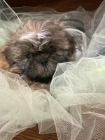 Sam, a male Shih Tzu for sale in Wichita, KS – 2 of 5
