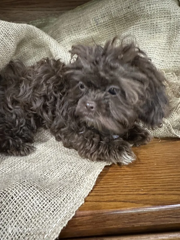Zach – Shihpoo puppy for sale in Wichita, KS