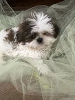 Star, a male Shih Tzu for sale in Wichita, KS – 4 of 6