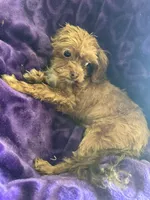 Ted, a male Shihpoo for sale in Wichita, KS – 4 of 4